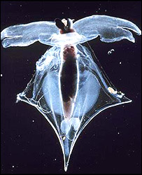 Pteropod mollusc, courtesy of Dr. Victoria J. Fabry