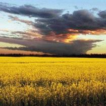 Canola is considered an ideal grain for biofuels production due to its stability and high oil yield.