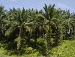 Palm Oil Plantation