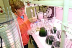 University of Minnesota scientist Dr. Blanca Martinez works with different varieties of algae at the Center for Biorefining at the University of Minnesota in St. Paul Minn. November 9 2007.  Driven by renewed investment as oil prices push $100 a barr ...