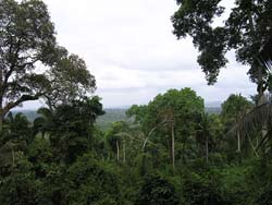 Amazon forest