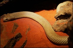 A snake is displayed at the Australian Reptile Park at Gosford near Sydney. Australias harsh drought is driving venomous snakes into urban areas in search of moisture resulting in an increasing number of attacks on people officials said Thursday.