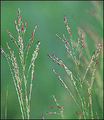 Close-up of switchgrass. A large-scale trial of switchgrass suggests that the crop may be a more viable plant source of biofuel than previously thought according to a study released Monday.   