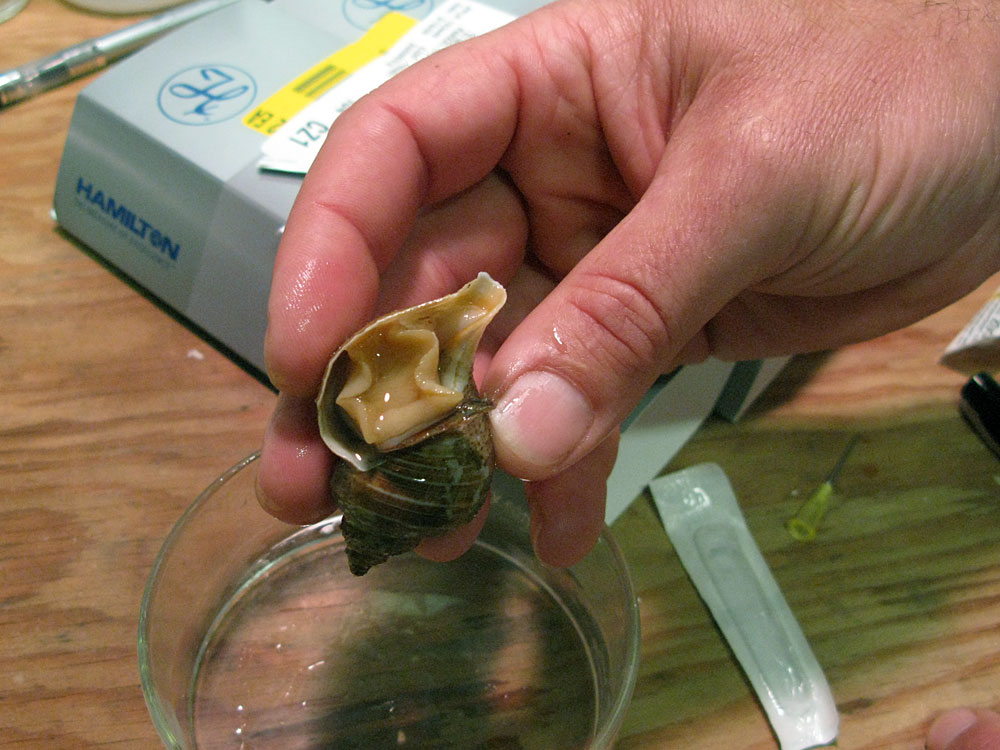A researcher examines a neptunia snail.