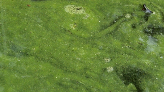 It ain't pretty, but cyanobacteria like this is now an even more attractive source of rene...