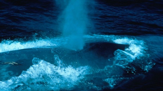 Fred Benko - National Oceanic and Atmospheric Administration (NOAA) Central Library