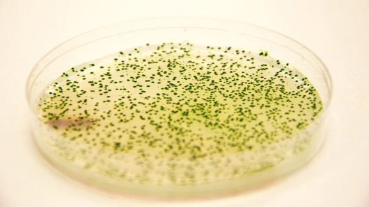 Genetically engineered strains of the cyanobacterium Synechococcus elongatus in a Petri di...