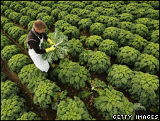 Farm working cutting kale (Getty Images)