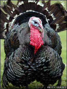 Norfolk black turkey (Getty Images)