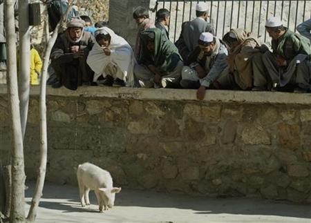 Afghanistan's Only Pig Quarantined In Flu Fear Photo: Radu Sigheti