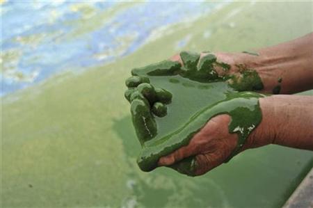 Commercial Green Fuel From Algae Still Years Away Photo: REUTERS