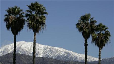Palms Grew In Ice-Free Arctic 50 Million Years Ago: study Photo: Fred Prouser