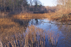 Wetlands at the Parker River restoration site. 