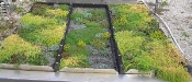 Growing Green Roofs