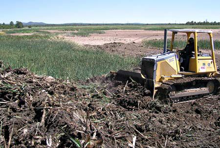 Arizona Game and Fish Department employee Tom Puckett pushes cattails and other debris with a bulldozer to clean up Jacques Marsh. The marshes need periodic cleaning to keep a ratio of open water to vegetation so wildlife can thrive.