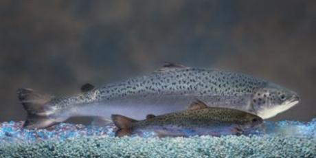 Is Genetically Altered Fish OK? U.S. To Decide Photo: Reuters/Barrett & McKay Photo/AquaBounty Technologies/Handout