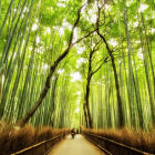 Bamboo forest