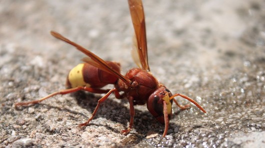 An Oriental hornet, whose yellow and brown exoskeleton is able to turn sunlight into elect...