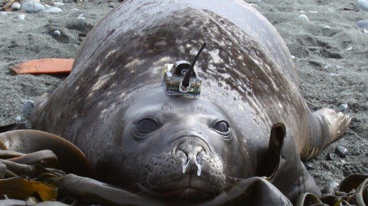 Elephant seal with CTD tag. Photo credit: Chris Oosthuizen 