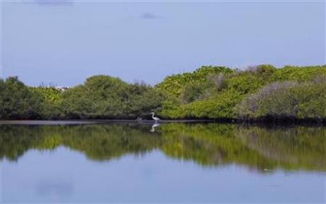 World's Mangroves Retreating At Alarming Rate: Study Photo: 