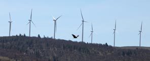 A turkey vulture floats on the wind, looking for a meal near wind 