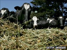 Cows eating alfalfa