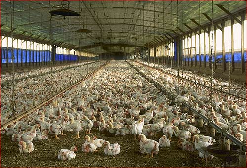 chicken_farm