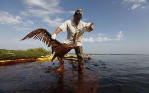 The oil spill's devastating impacts on wildlife continue, image 
