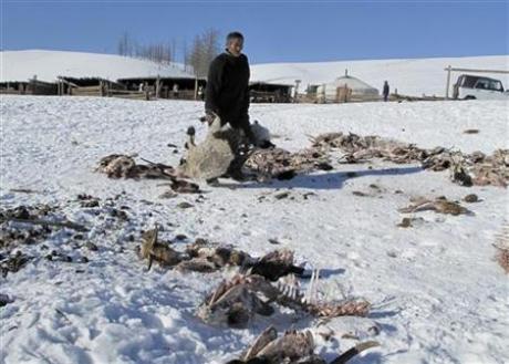 Mongolia Winter Kills Herds, Devastating The Poorest Photo: Enkhtor