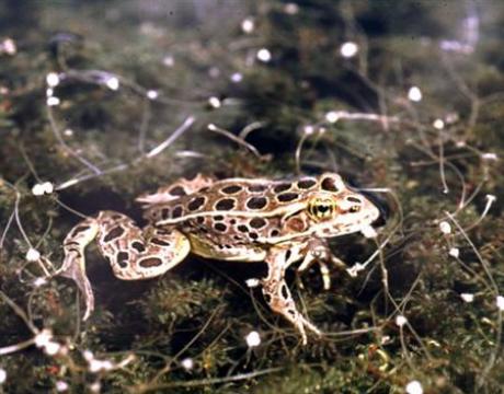 Common Weedkiller Turns Male Frogs Into Females Photo: UC 