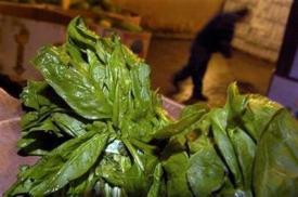 [Bundled spinach is pictured in a cooler at