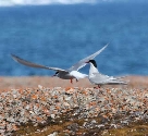 Coastal Birds Carry Toxic Ocean Metals Inland