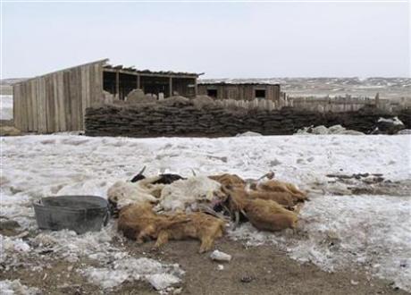 Silent Spring For Mongolians After Winter Kills Herds Photo: 