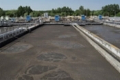 Biodiesel From Sewage Sludge Within Pennies A 