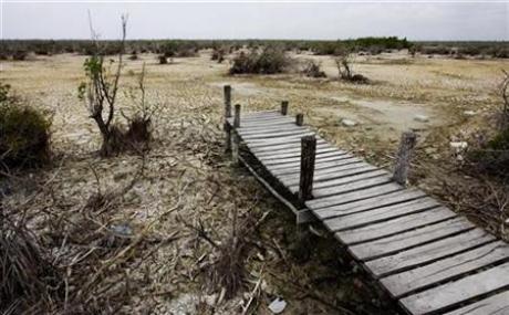 Cancun's Vanishing Mangroves Hold Climate Promise Photo: Reuters/Victor Ruiz