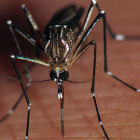 Aedes aegypti mosquito by Flickr/Marco Gaiani