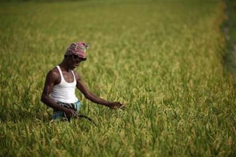 World Scientists In $600 Million Plan To Boost Rice Yield Photo: Andrew Biraj