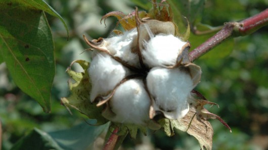 A boll of cotton matures in the field  (Texas AgriLife Research photo by Kathleen Phillips...
