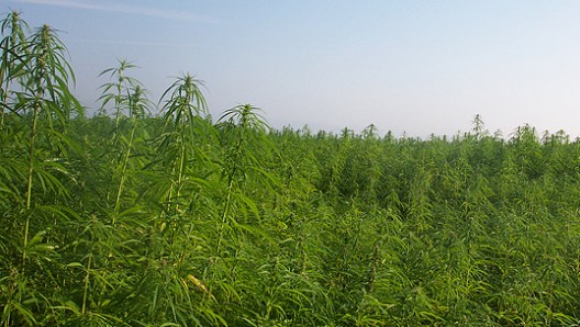 Researchers at University of Connecticut have found that industrial hemp has properties th...