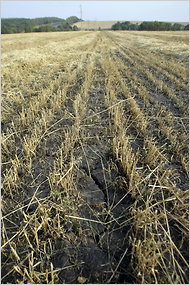 A dried-out wheat field after searing heat and sparse rain in Russia’s Voronezh region in August.