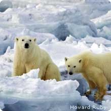 Polar bears on ice