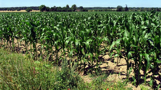The insecticidal protein Cry1Ab has been shown to leach from corn debris into adjacent str...