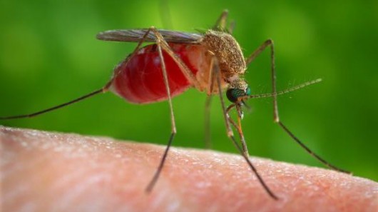 Scientists have sequenced the genome of the Culex quinquefasciatus mosquito 