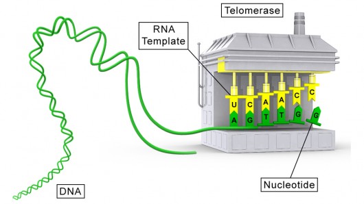 An illustration of a telomerase molecule (Image: Sierra Sciences, LLC)