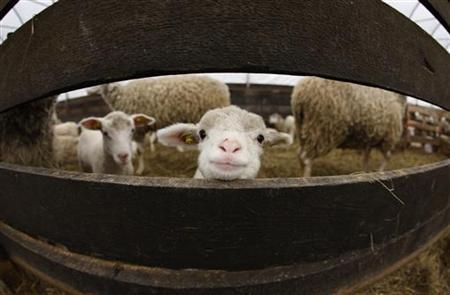 New Diets For Cows, Sheep Could Cut Emissions: Report Photo: Mathieu Belanger