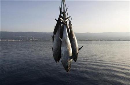 Mediterranean Fishermen Break Rules, Fish Die Out: Report Photo: Reuters/Tony Gentile