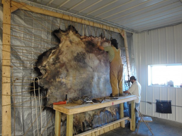 Ponca Tannery employee stretches an animal hide. (Photo courtesy of the Ponca Tribe)