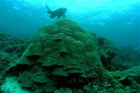North Australia Set To Face More Weather Extremes, Corals Show Photo: Eric Matson