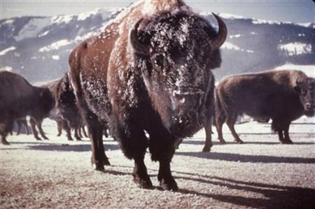 Montana Governor Grants Reprieve For Yellowstone Bison Photo: Reuters/File