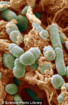 Infected: Campylobacter under the microscope